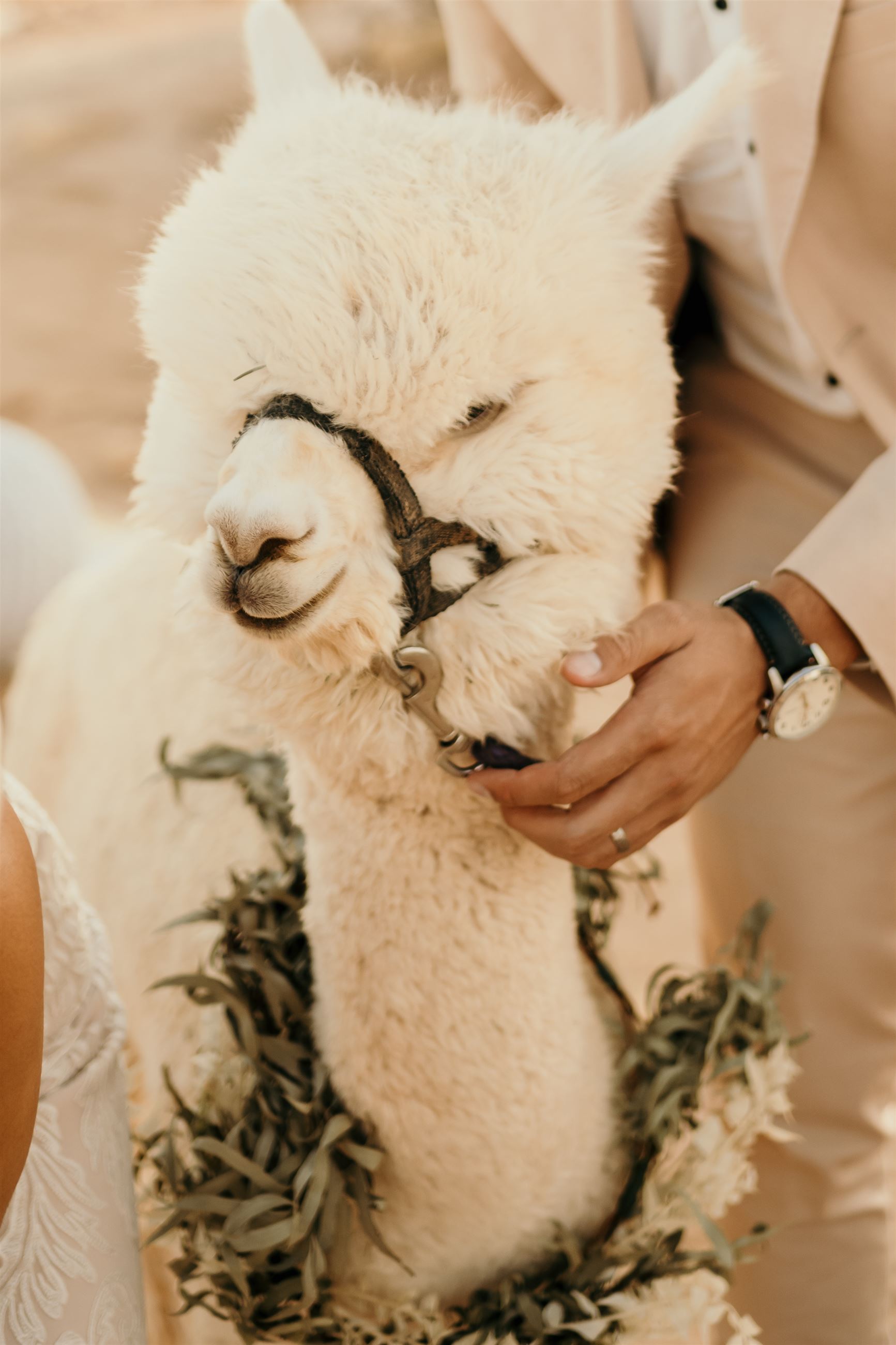 alpaca