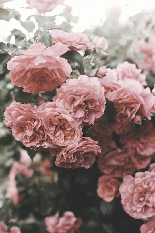 flowers DR.jpg